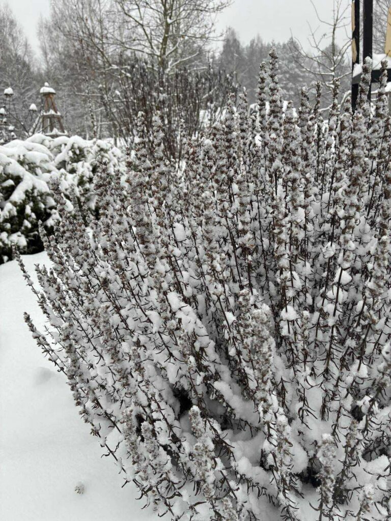 Žiemos sodo pirmame plane stovi tankus krūmas, padengtas sniegu, o fone, po apniukusiu dangumi, žemę, medžius ir krūmus dengia sniegas.