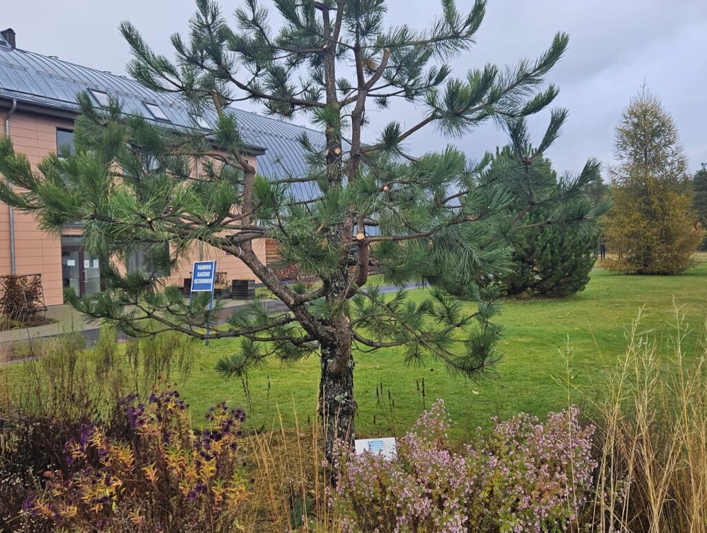 Debesuotą dieną priešais pastatą su metaliniu stogu, apsuptą žolės, krūmų ir žydinčių augalų, stovi žalia pušis. Prie įėjimo į pastatą matomas mėlynas ženklas.